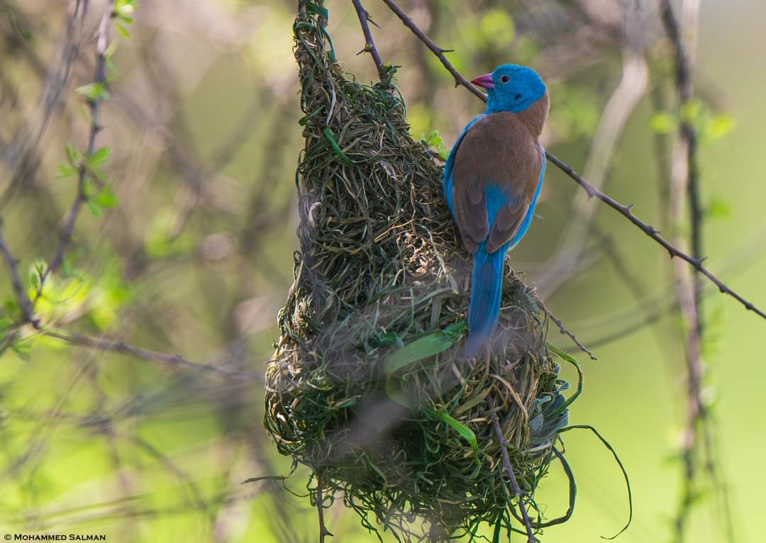 7-Day Ndutu Green Season Photo Expedition