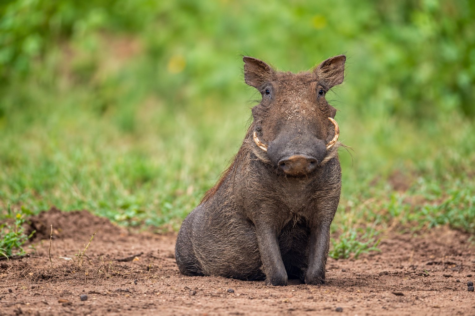 6-Day Fly-In Ruaha Immersion