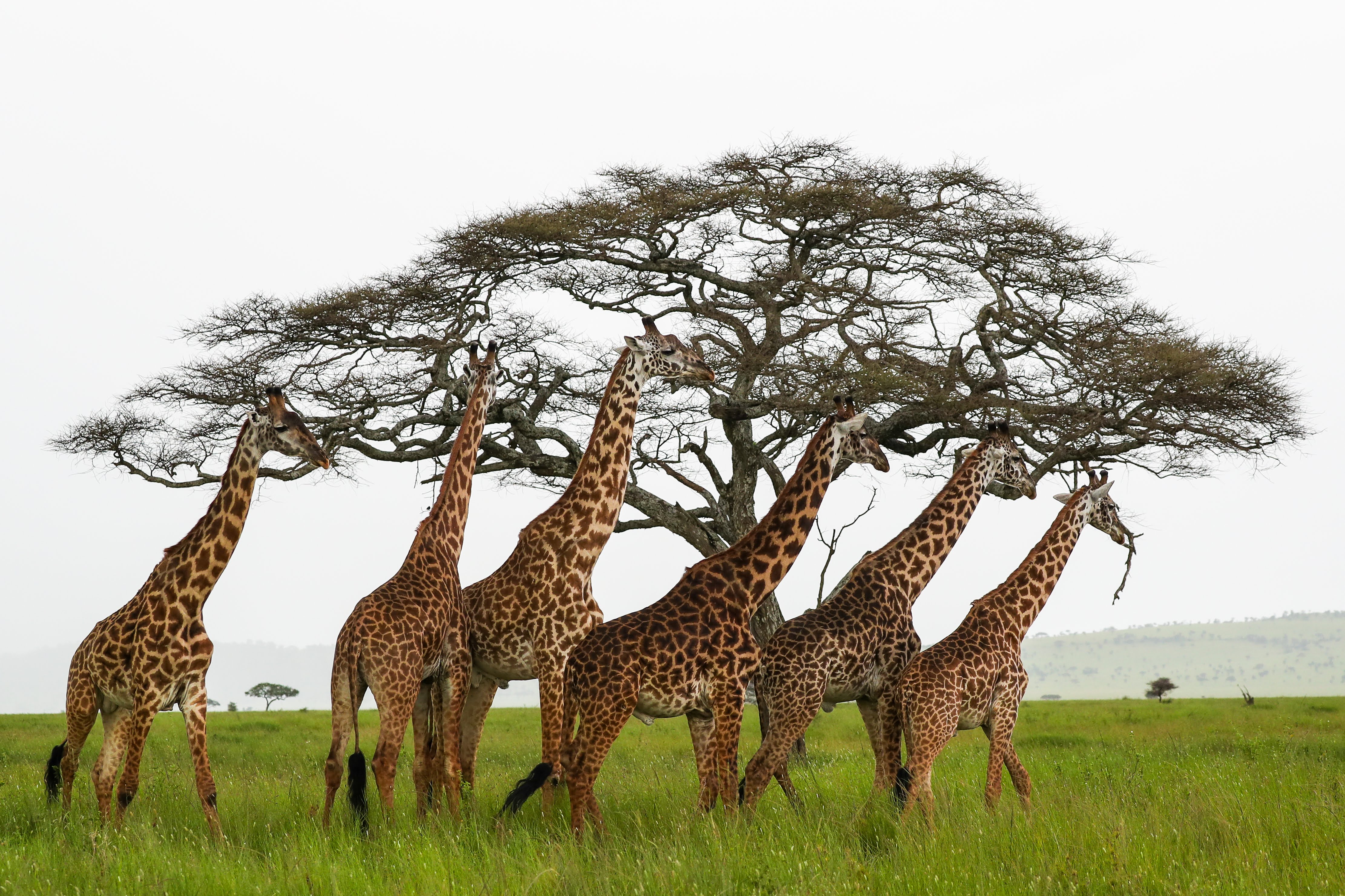 5-Day Private Tanzania Experience Safari