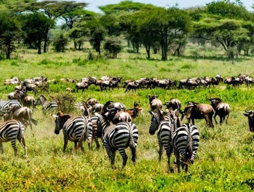 Zebras and wildebeest on the Serengeti plains